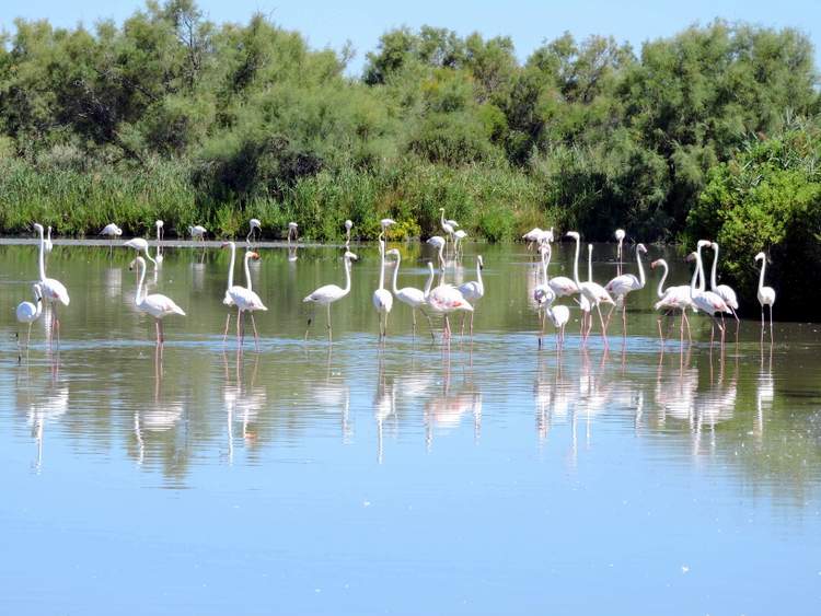 parc-ornitho-pont-du-gau