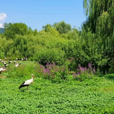 Visite de NaturOparC : vous avez rendez-vous avec les cigognes !