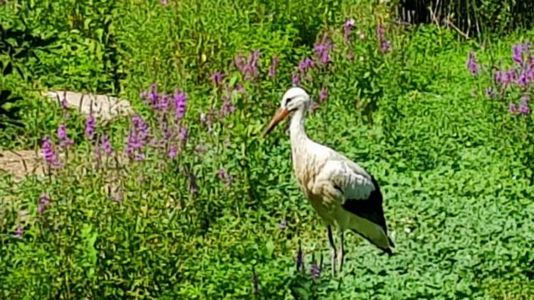 naturoparc en Alsace