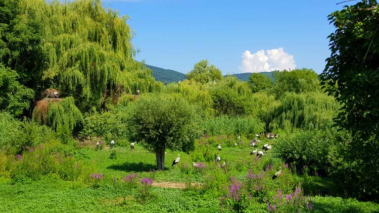 naturoparc en Alsace