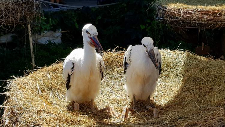 naturoparc-alsace-cigognes