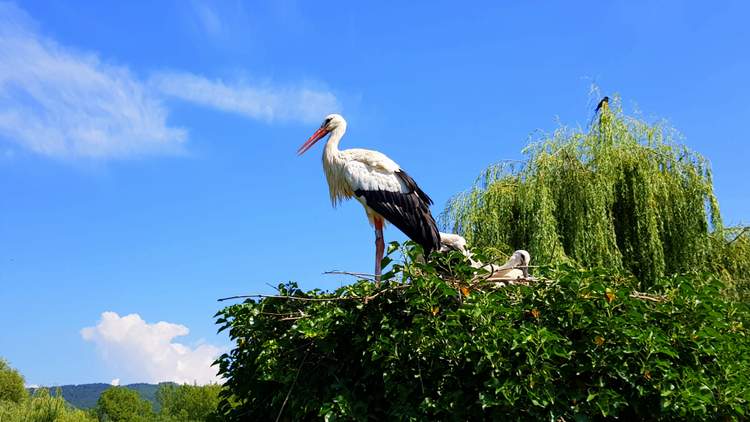 naturoparc-alsace-cigognes