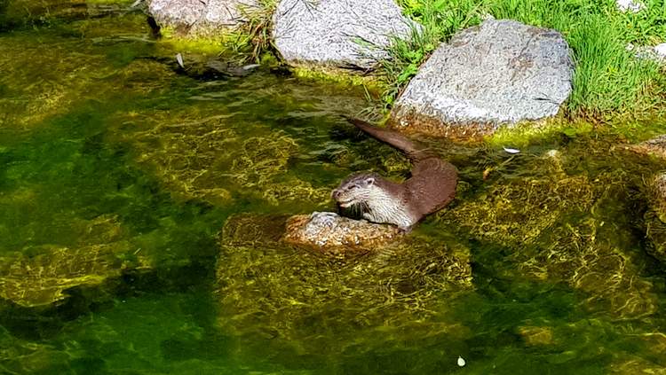 Loutre d'Europe - NaturOparC