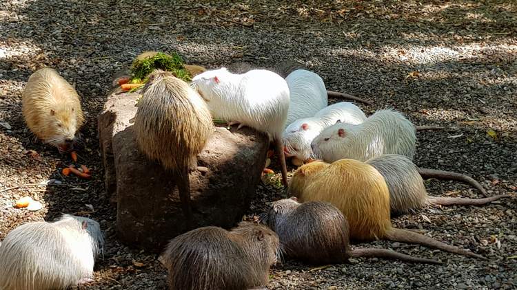 naturoparc-alsace-cigognes