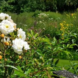 vosges visite du jardin de Berchigranges