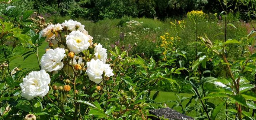 vosges visite du jardin de Berchigranges