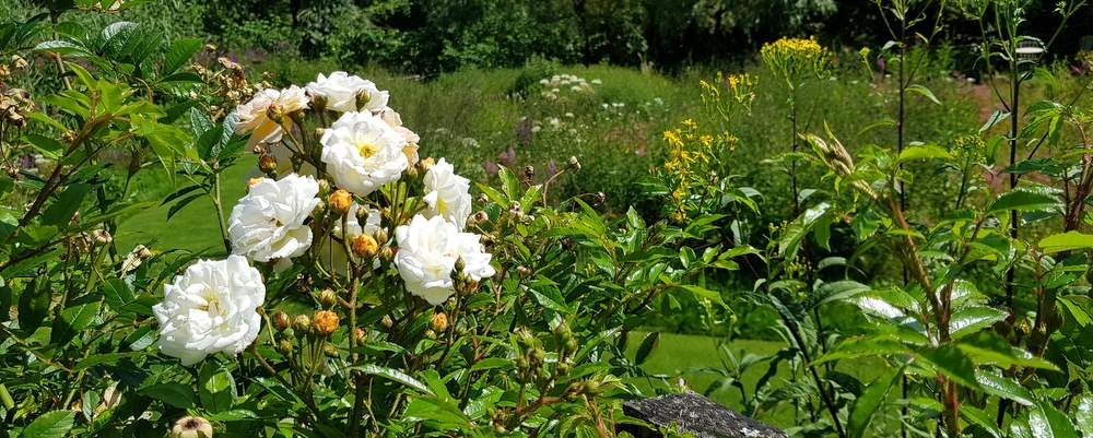 vosges visite du jardin de Berchigranges