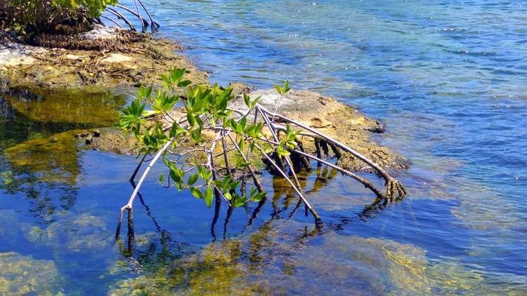 faire du snorkeling au lagon Yal-Ku au Mexique