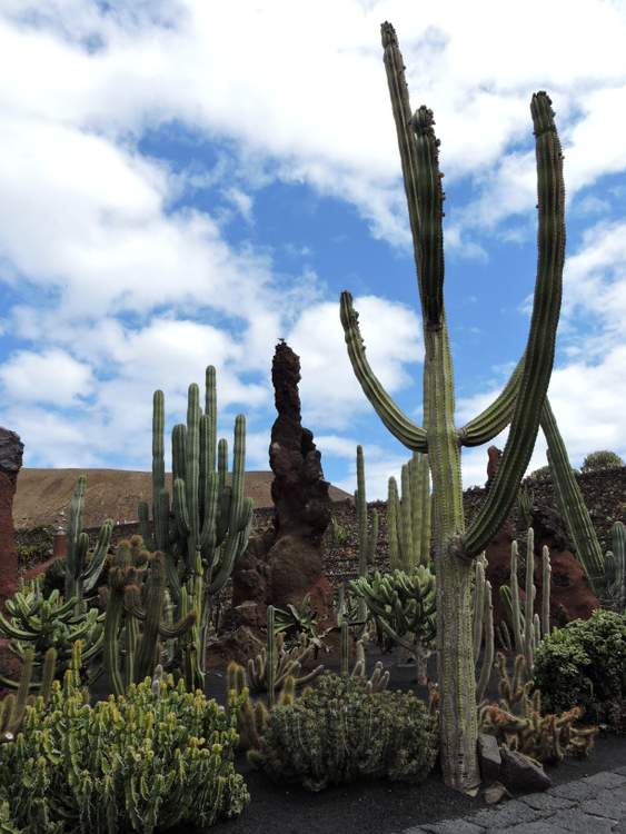 visite du jardin de cactus à Lanzarote aux Canaries