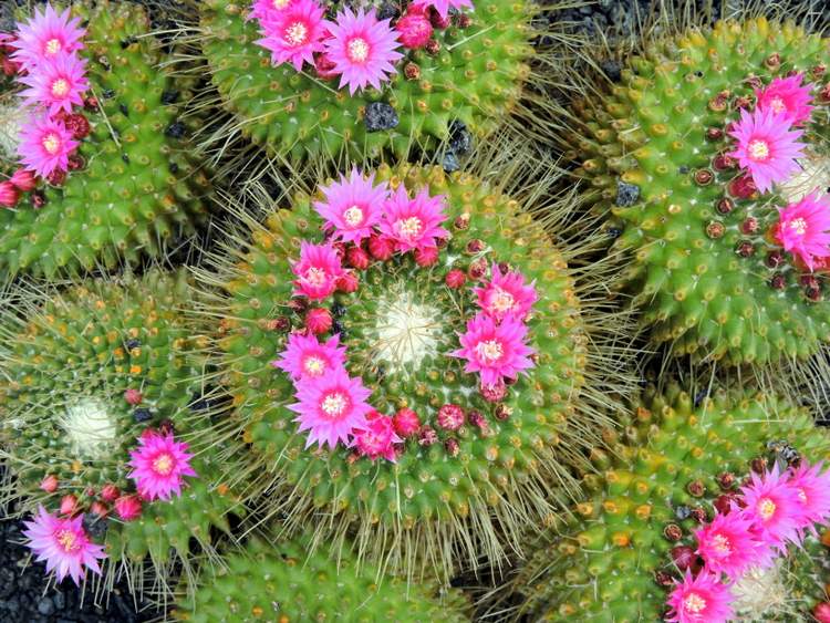 visite du jardin de cactus à Lanzarote aux Canaries