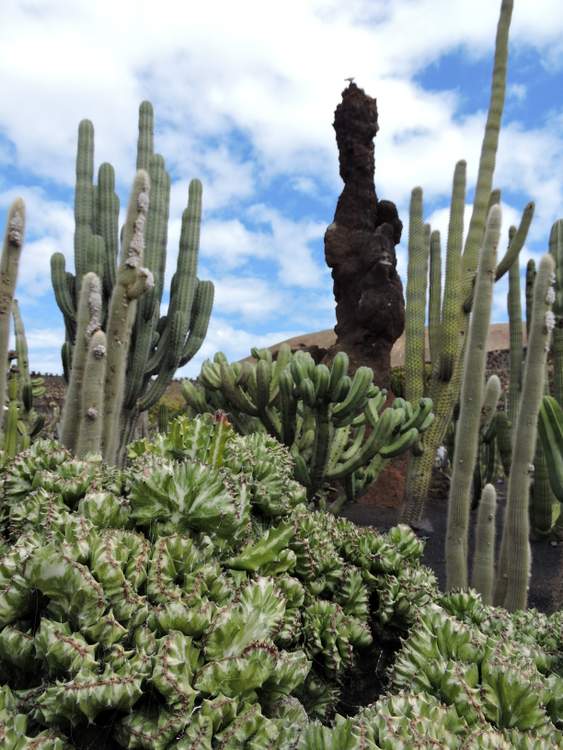 visite du jardin de cactus à Lanzarote aux Canaries