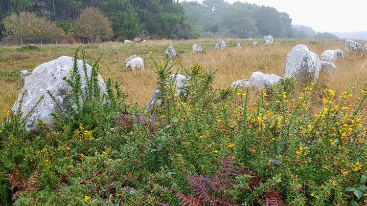 visite des alignements de Carnac dans le Morbihan