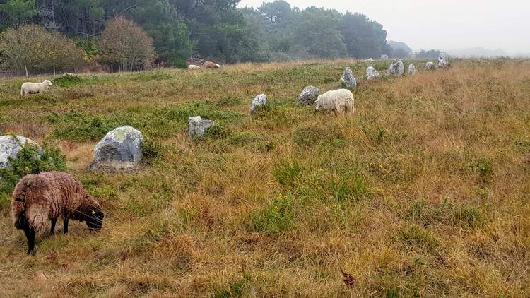 visite des alignements de Carnac dans le Morbihan