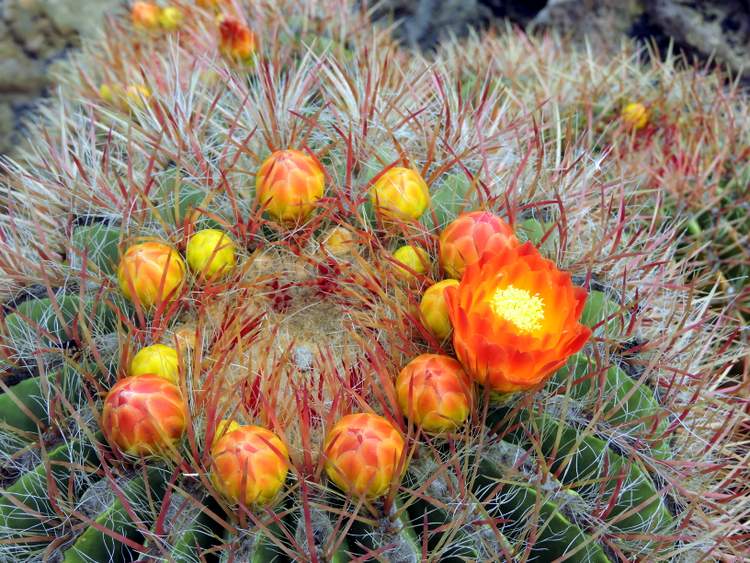 visite du jardin de cactus à Lanzarote aux Canaries