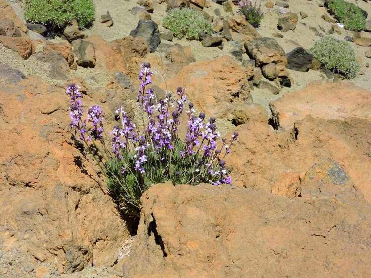 les plus beaux sites naturels de Tenerife aux Canaries