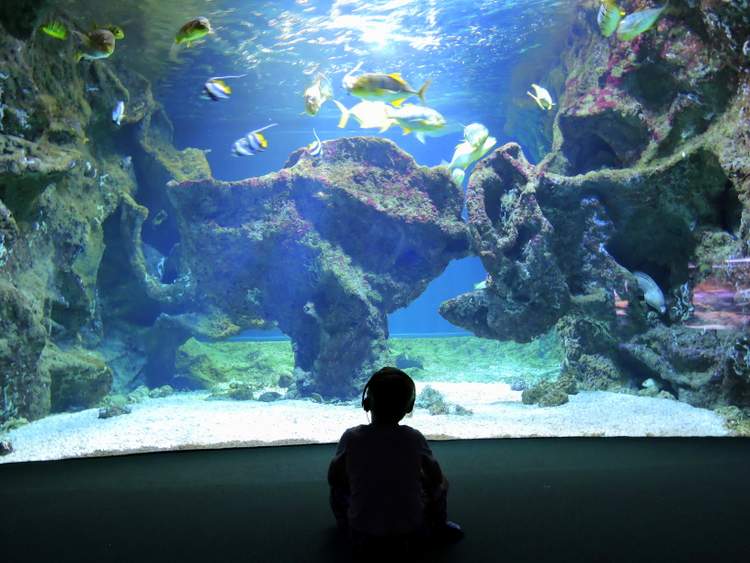 que faire à la Rochelle en hiver ? visitez l'aquarium