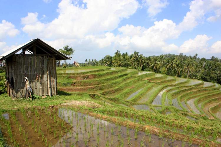 découverte des plus belles rizières de Bali