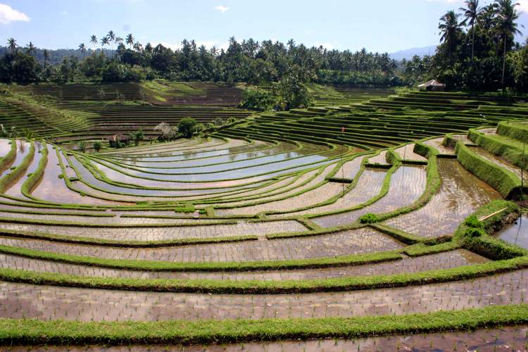 découverte des plus belles rizières de Bali