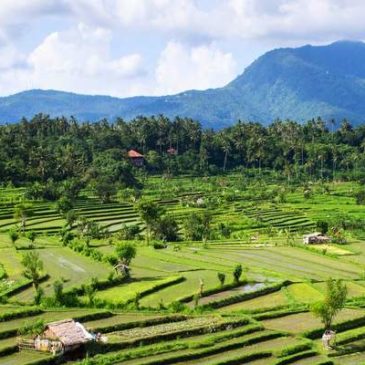 Où voir les plus belles rizières de Bali ?