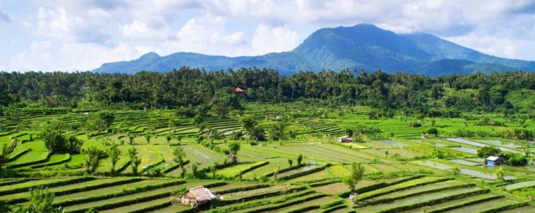 découverte des plus belles rizières de Bali