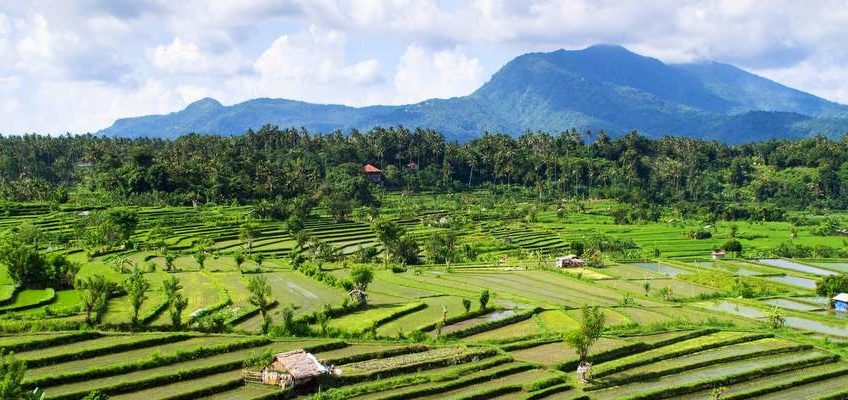 découverte des plus belles rizières de Bali