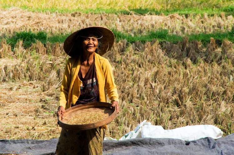 découverte des plus belles rizières de Bali