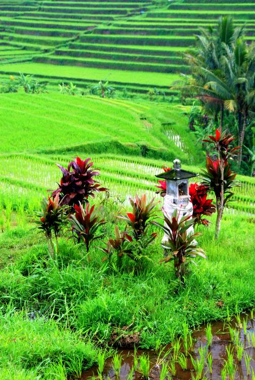 découverte des plus belles rizières de Bali