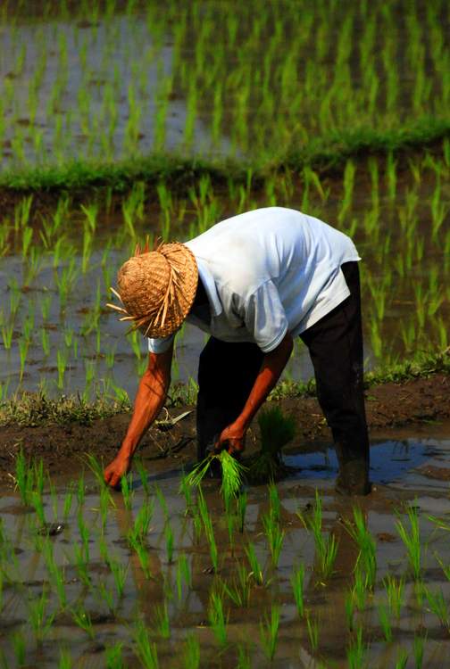 découverte des plus belles rizières de Bali