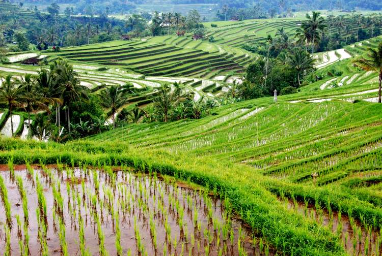 découverte des plus belles rizières de Bali