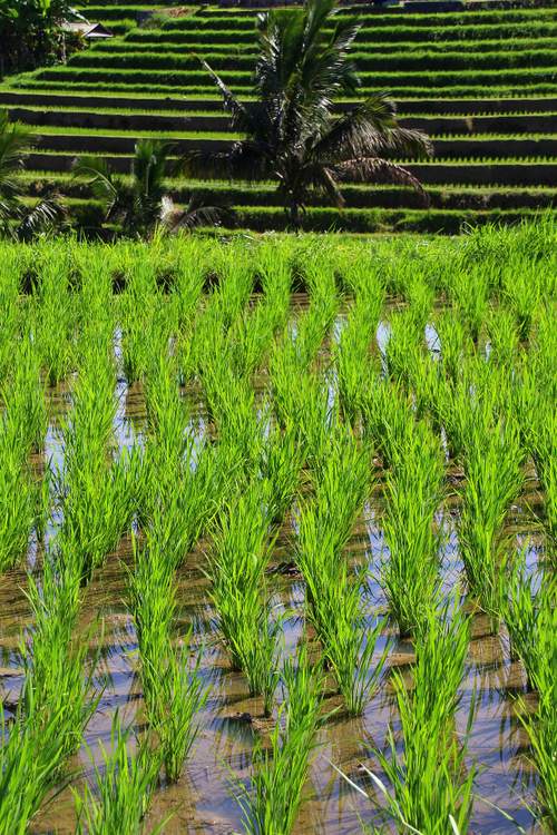 découverte des plus belles rizières de Bali