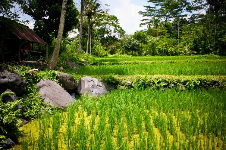 découverte des plus belles rizières de Bali