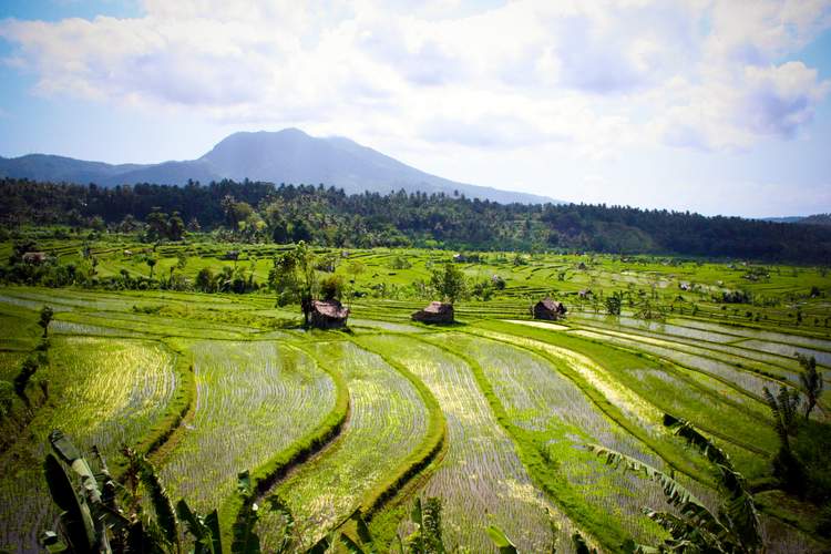 découverte des plus belles rizières de Bali