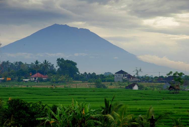 découverte des plus belles rizières de Bali