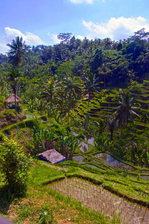 découverte des plus belles rizières de Bali