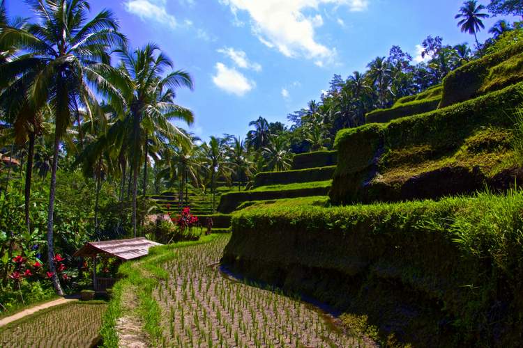 découverte des plus belles rizières de Bali