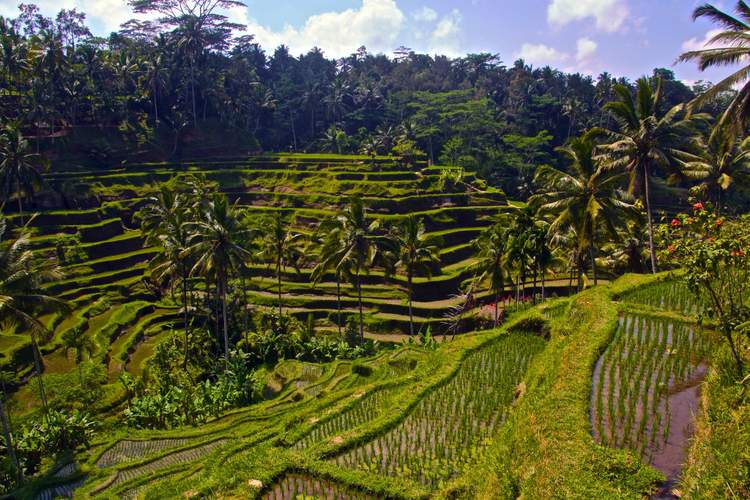 découverte des plus belles rizières de Bali