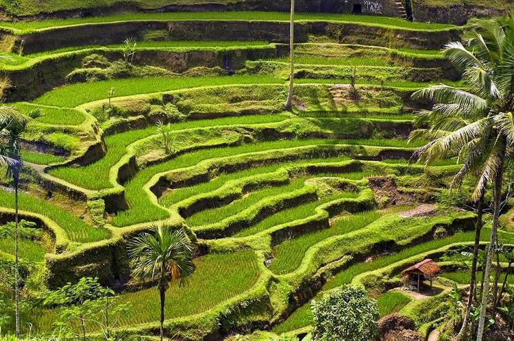 découverte des plus belles rizières de Bali