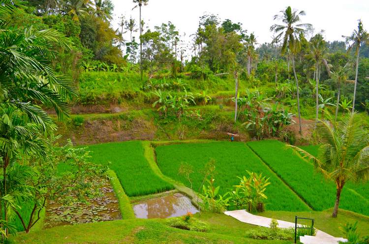 découverte des plus belles rizières de Bali