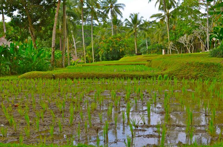 découverte des plus belles rizières de Bali