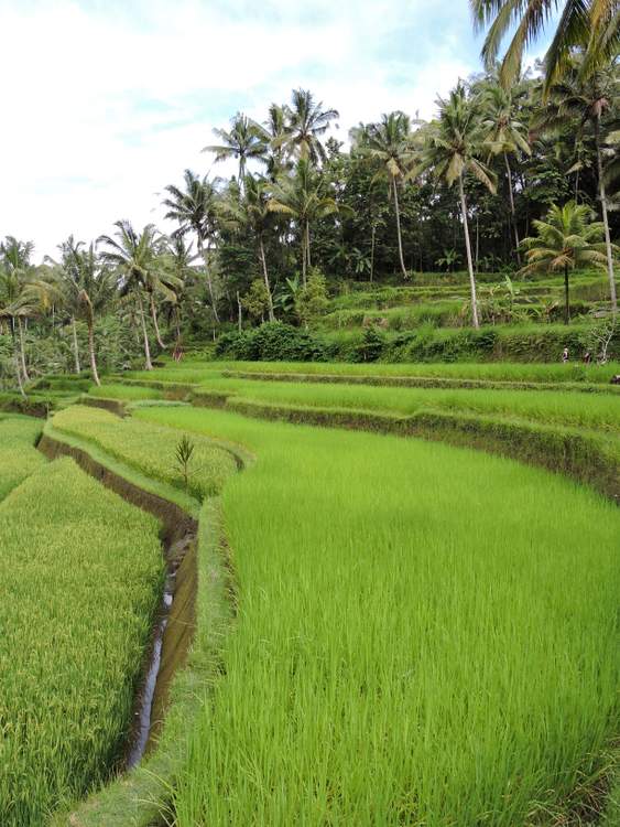 visite du temple Gunung Kawi à Bali