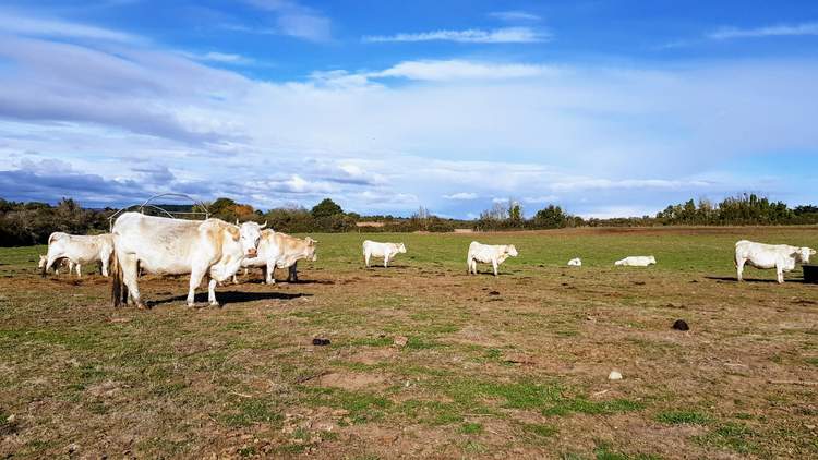 découvrez l'île Tascon dans le Golfe du Morbihan