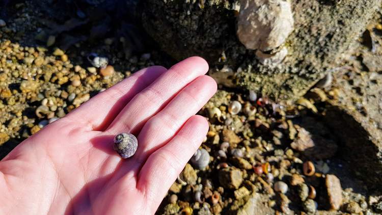 découvrez l'île Tascon dans le Golfe du Morbihan