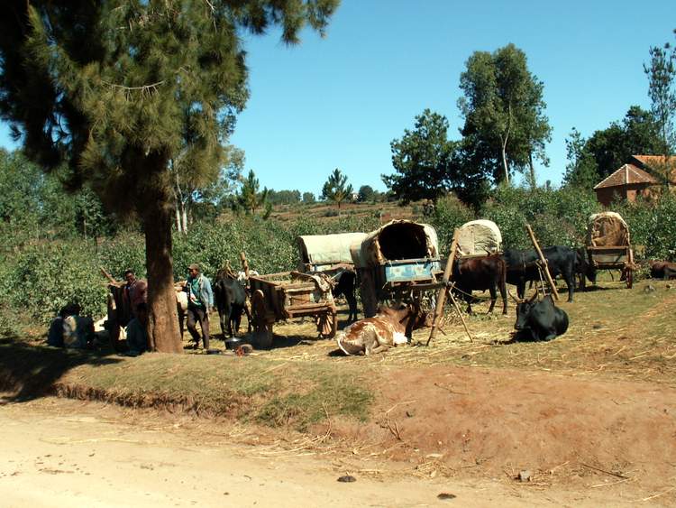 zébus à Madagascar