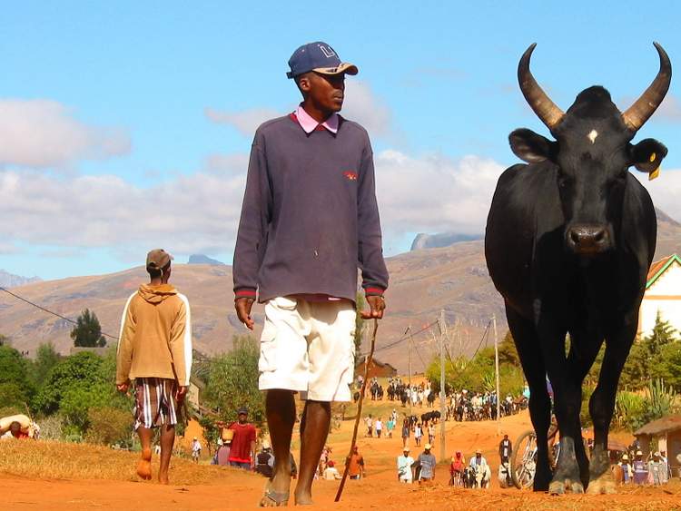 marché aux zébus à Madagascar