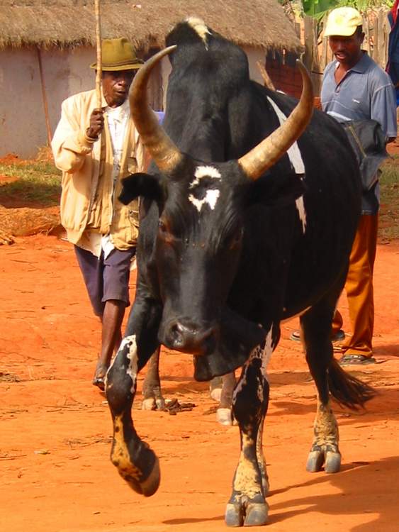 marché aux zébus à Madagascar