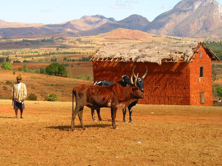 marché aux zébus à Madagascar