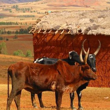 Découvrez le plus grand marché aux zébus de Madagascar !