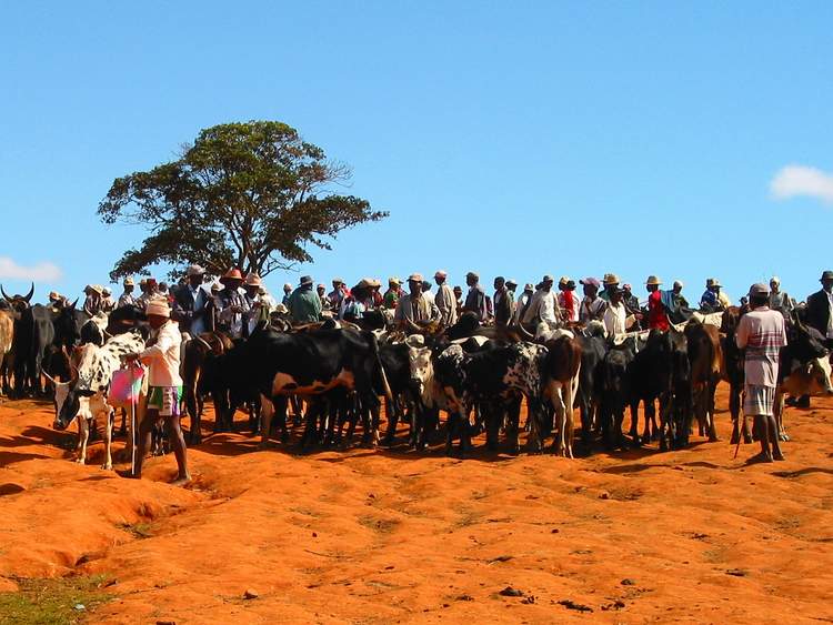 marché aux zébus à Madagascar