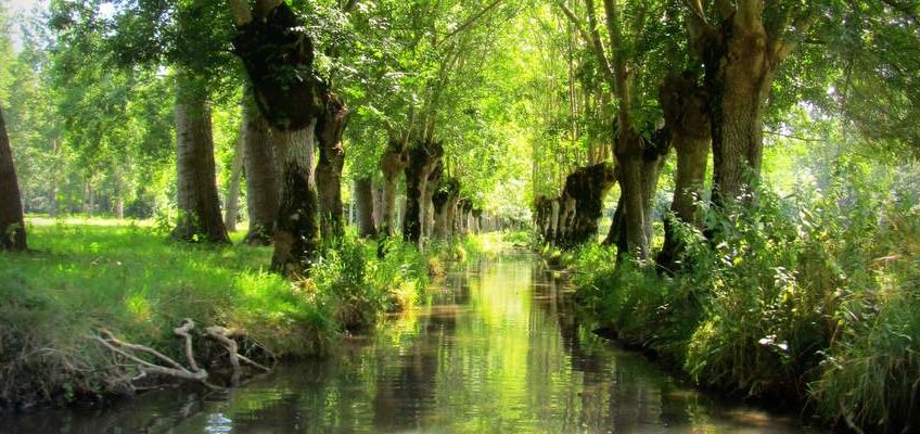 que faire dans les Deux-Sèvres : barque dans le marais poitevin