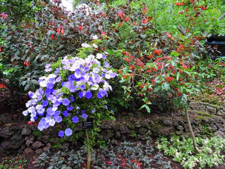 visite des jardins de Madère - Botanical Garden